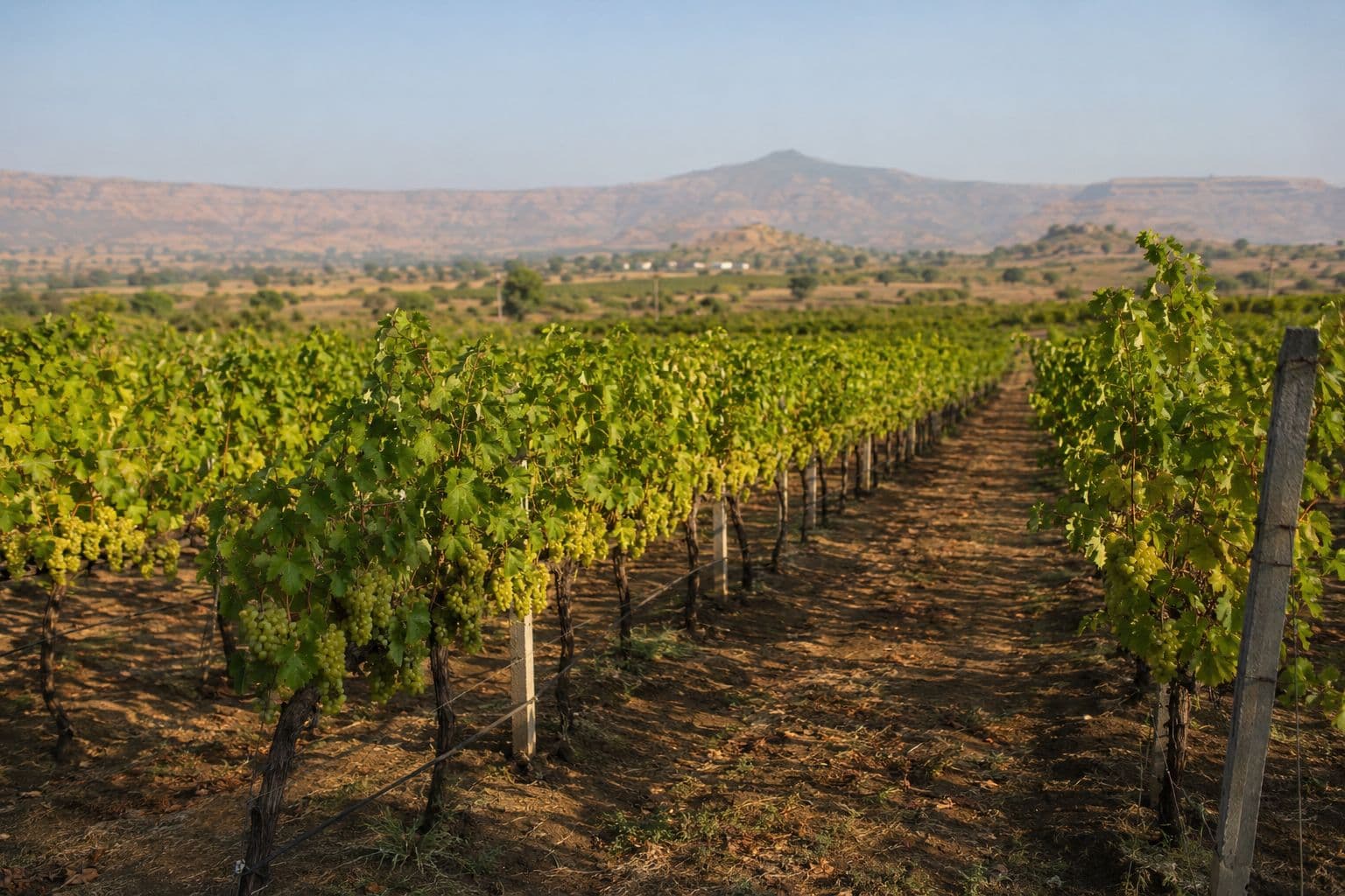 Thompson seedless vine rows at dawn in the Sangli raisin belt